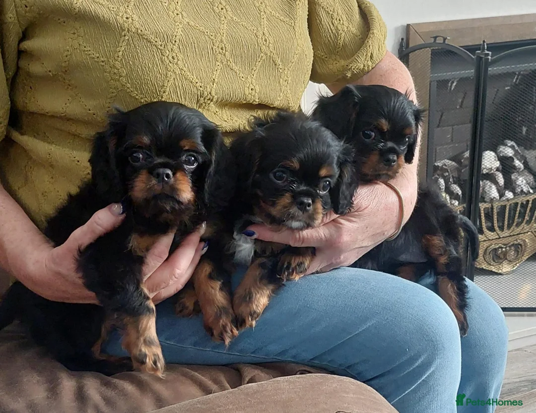 Cavalier King Charles Spaniel dogs for sale: KC Reg Cavalier King Charles Spaniel puppies - Advert 1