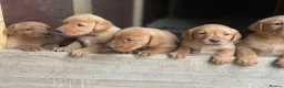 Labrador Retriever dogs for sale: Fox Red lab puppies  in Sheffield - Advert 2
