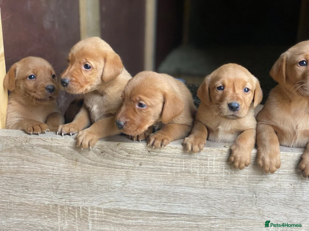 Labrador Retriever dogs for sale: Fox Red lab puppies  in Sheffield - Advert 2