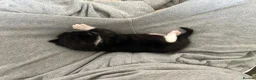 Mixed Breed cats for sale: Cute boy ready for forever home  - Advert 8