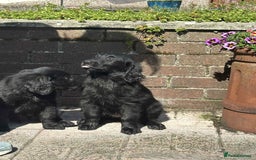 Flat coated Retriever dogs for sale: Black Flatcoat retriever puppies for sale  - Image 5