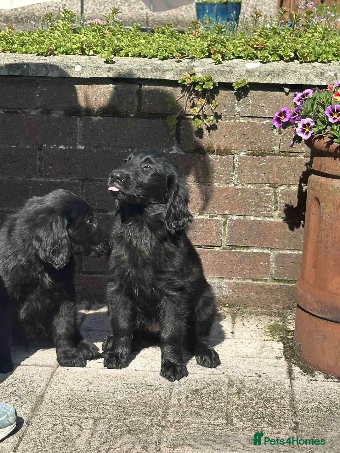 Flat coated Retriever dogs for sale: Black Flatcoat retriever puppies for sale  - Image 5