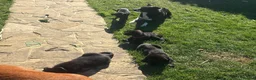 Borador dogs for sale: Beautiful Borodor’s  - Advert 4