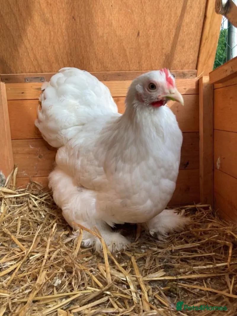 Chickens poultry for sale: Pekin hens for sale - Advert 1