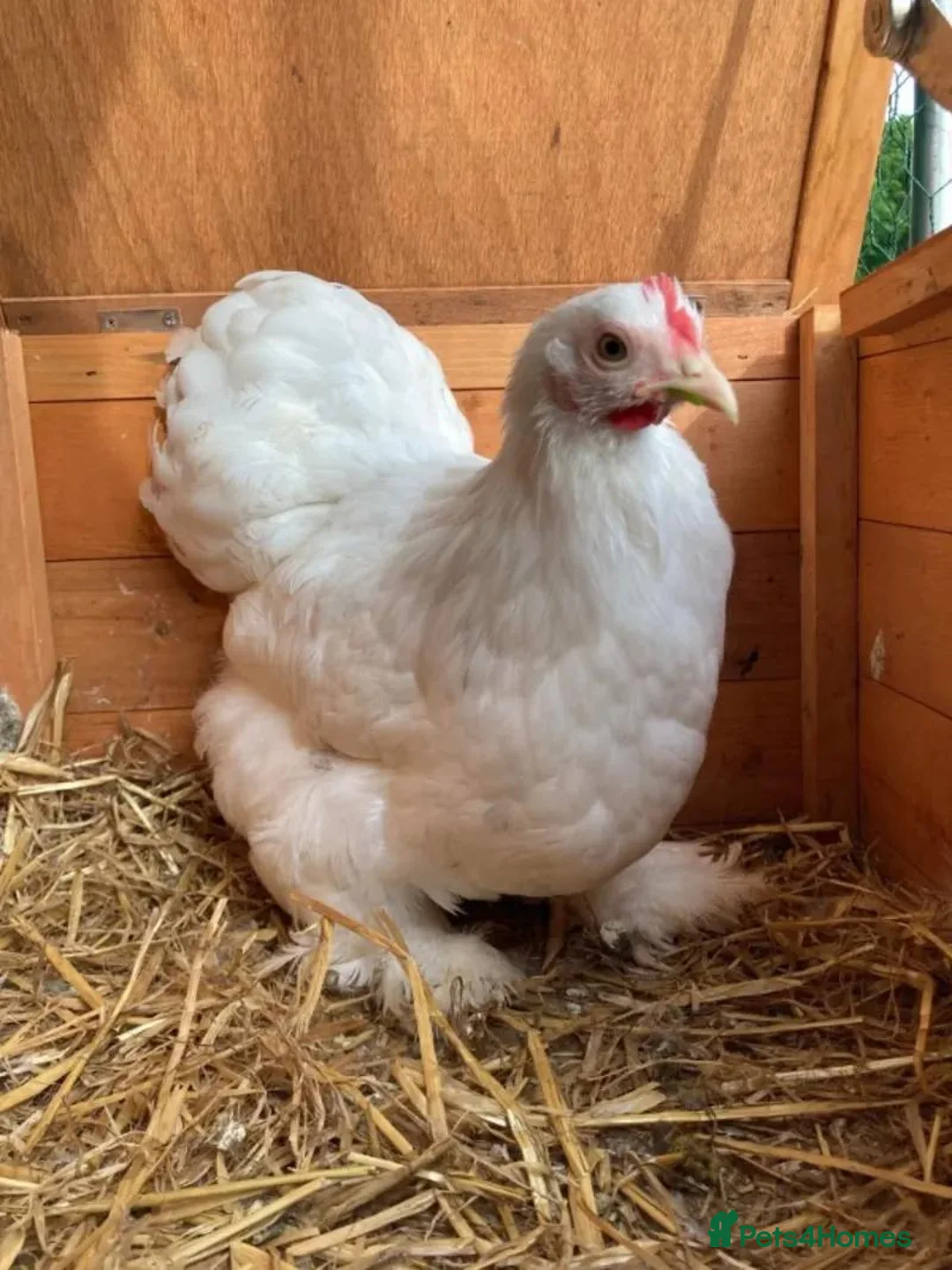 Chickens poultry for sale: Pekin hens for sale - Advert 1