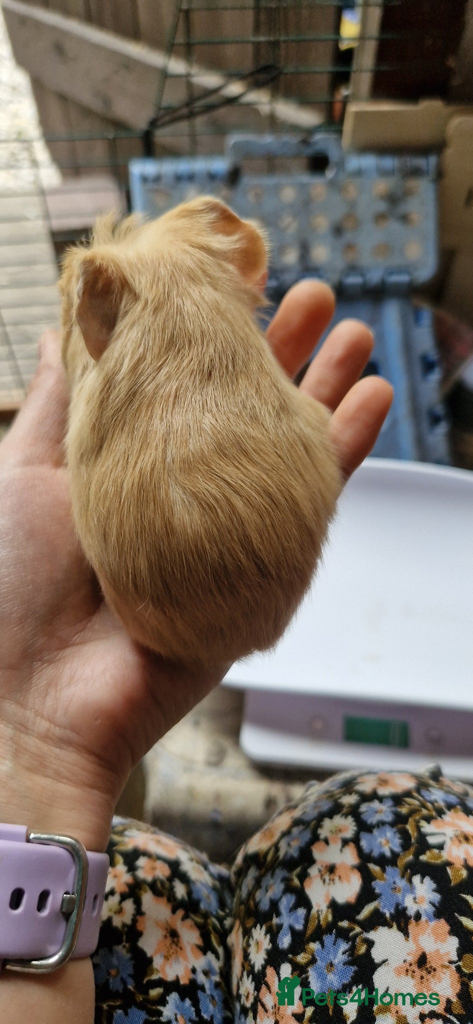 Guinea Pig rodents for sale: Two bond boys ready to go 30thjune 26 - Advert 5