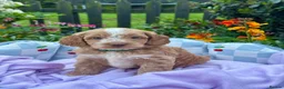 Cockapoo dogs for sale: 6 gorgeous f1 apricot Cockerpoos  - Advert 14