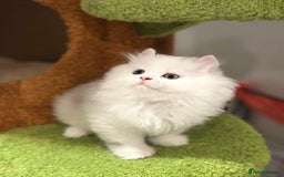Munchkin cats for sale: Super stunning & rare Minuet - Image 29