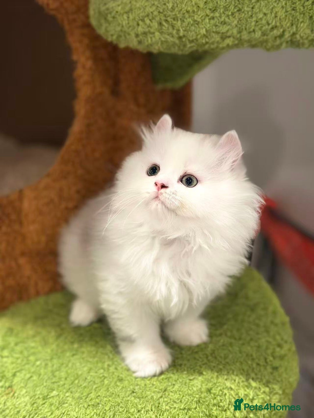 Munchkin cats for sale: Super stunning & rare Minuet - Image 29