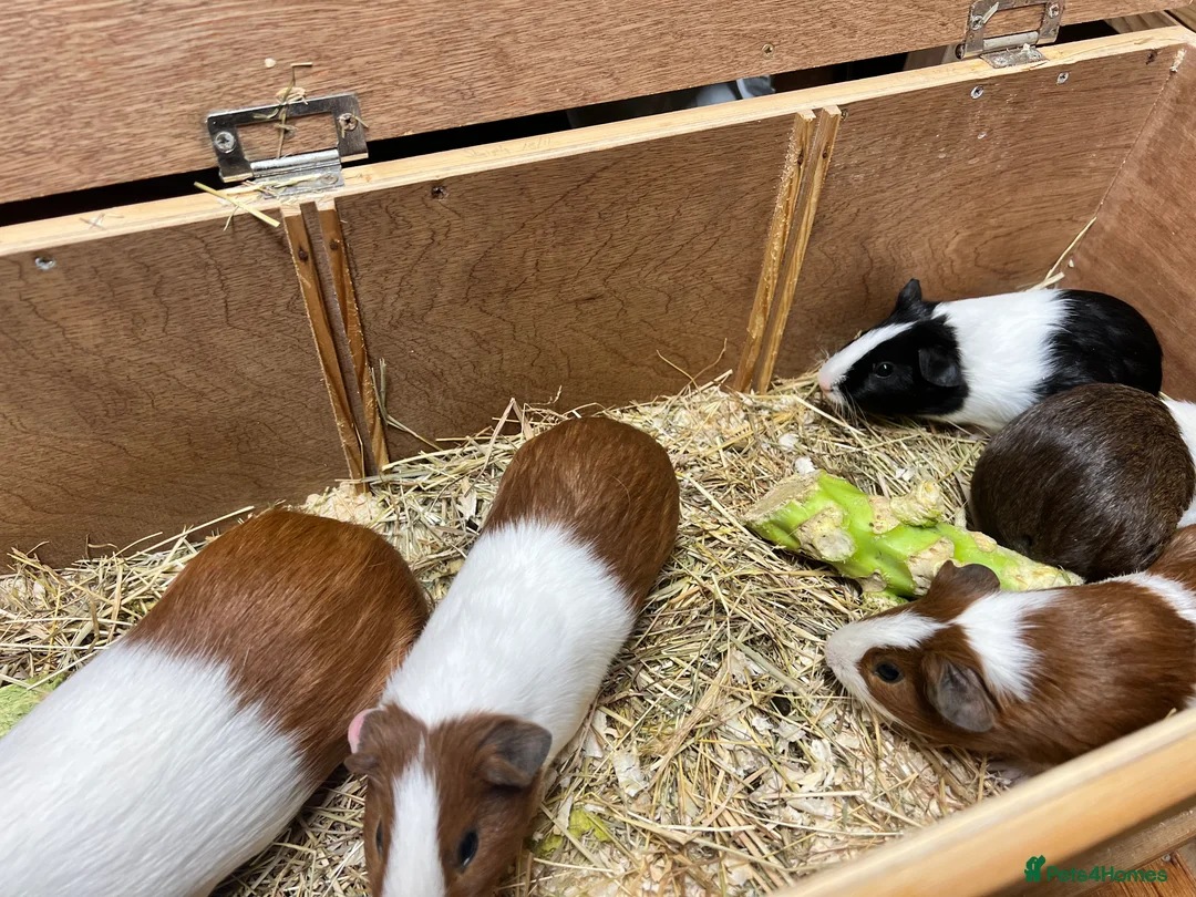 Guinea Pig rodents for sale: Group of bonded Dutch male/boar guinea pigs - Advert 16