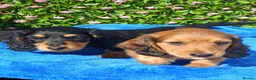Miniature Dachshund dogs for sale: FULLY VAX "TALLY" MINI LH  KC REG PRA CLEAR - Advert 15