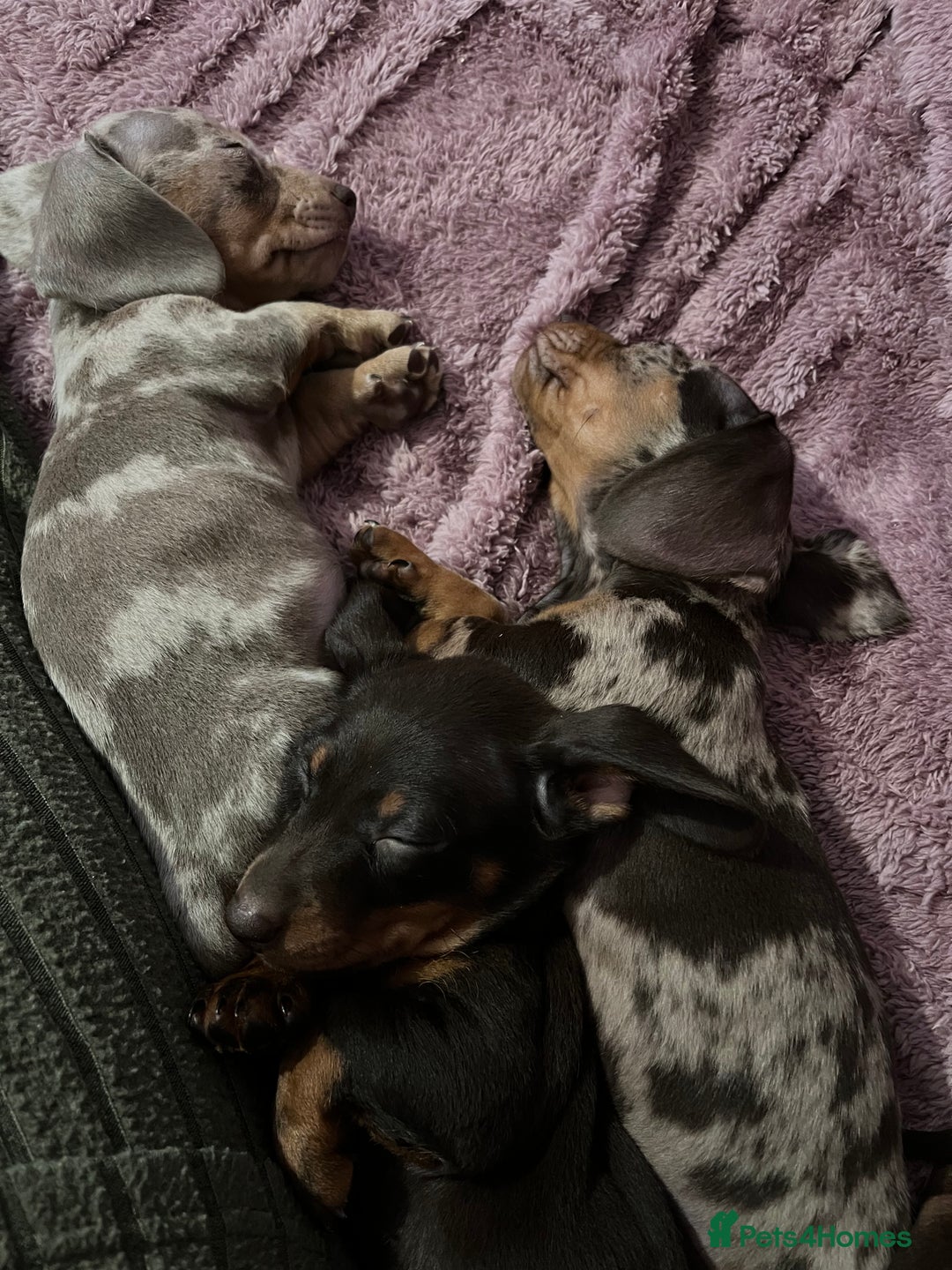 Dachshund dogs for sale: Beautiful miniature dachshunds  - Image 13