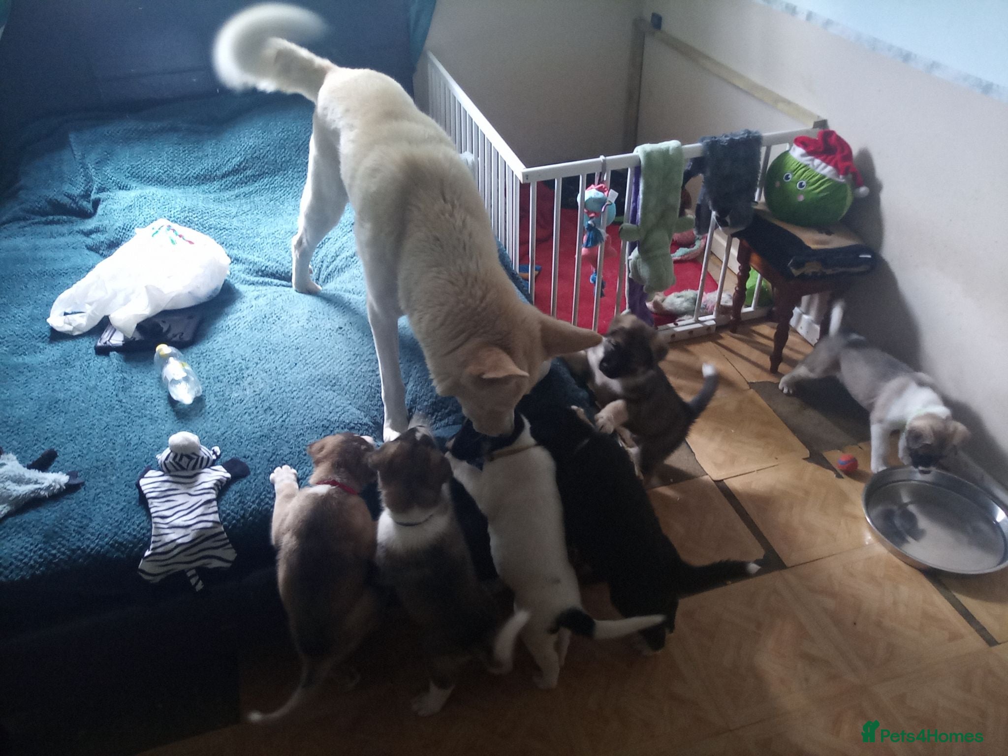 Mixed Breed dogs Huskita (husky X Japanese akita) puppies  - Advert 4