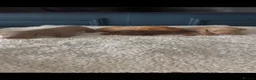 Miniature Dachshund dogs for sale: Stunning miniature daschunds - Advert 3