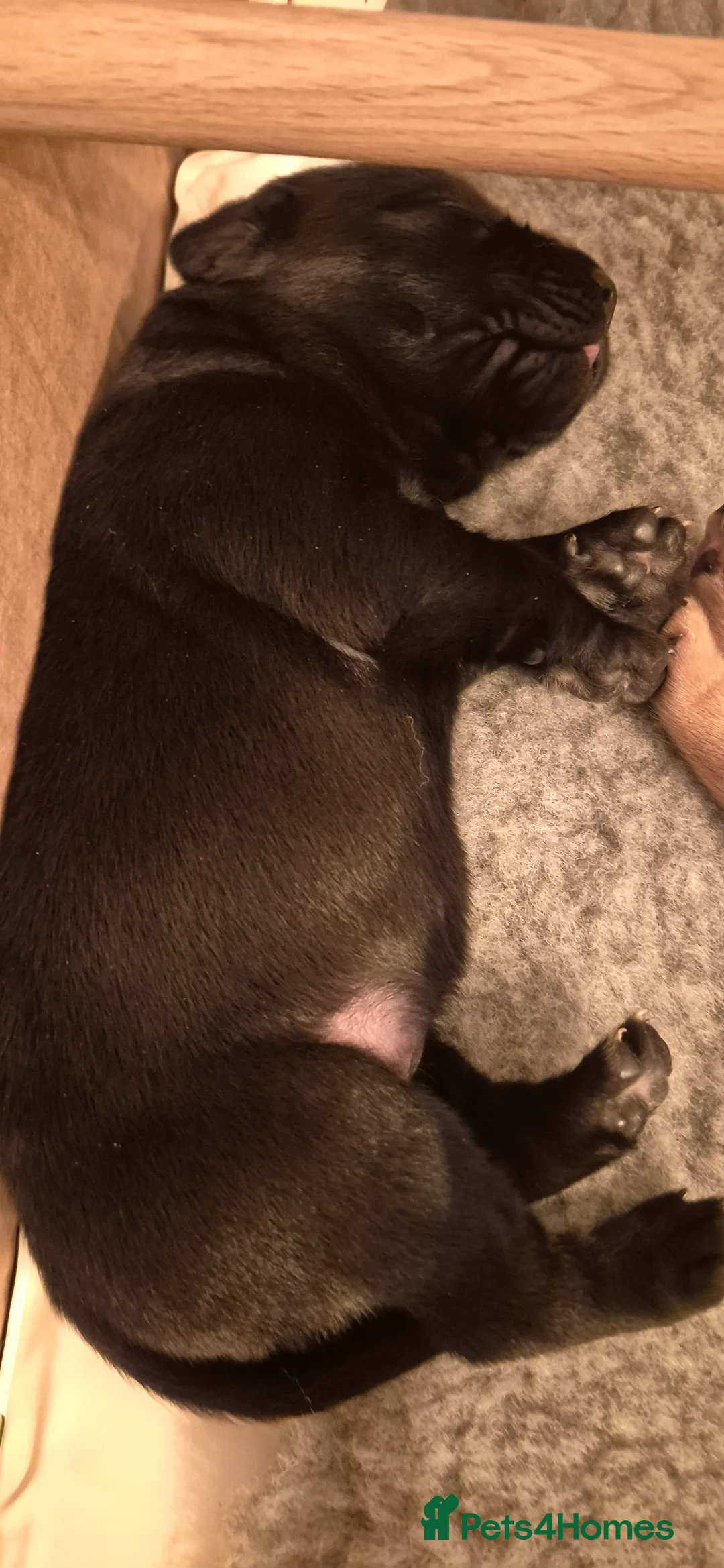 Labrador Retriever dogs for sale: Kc reg working lab (field trial champs generation  in Fareham - Advert 2