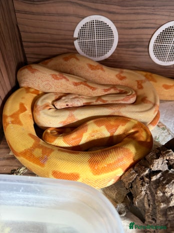 Boa Snake reptiles - Advert 9