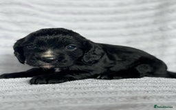 Cocker Spaniel dogs for sale: 4 Adorable working Cocker Spaniel puppies  - Image 4