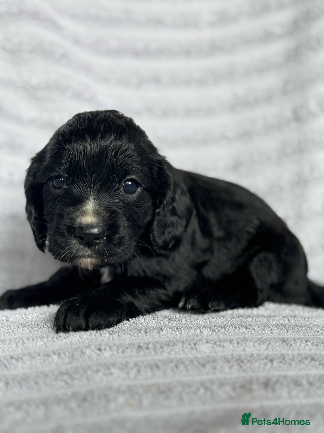 Cocker Spaniel dogs for sale: 4 Adorable working Cocker Spaniel puppies  - Image 4