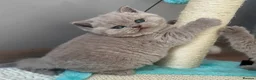 British Shorthair cats for sale: Adorable lilac/fawn British shorthair kittens - Advert 7