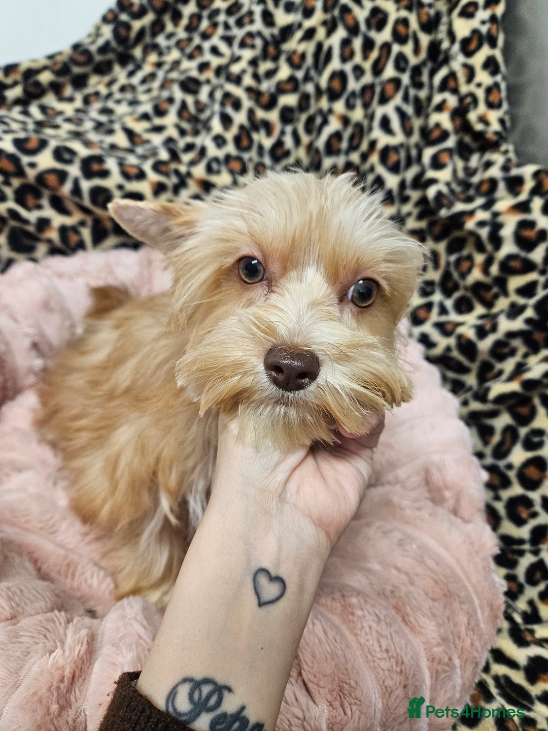 Yorkshire Terrier dogs for sale: Small Blonde Yorkie girl ready now - Advert 10