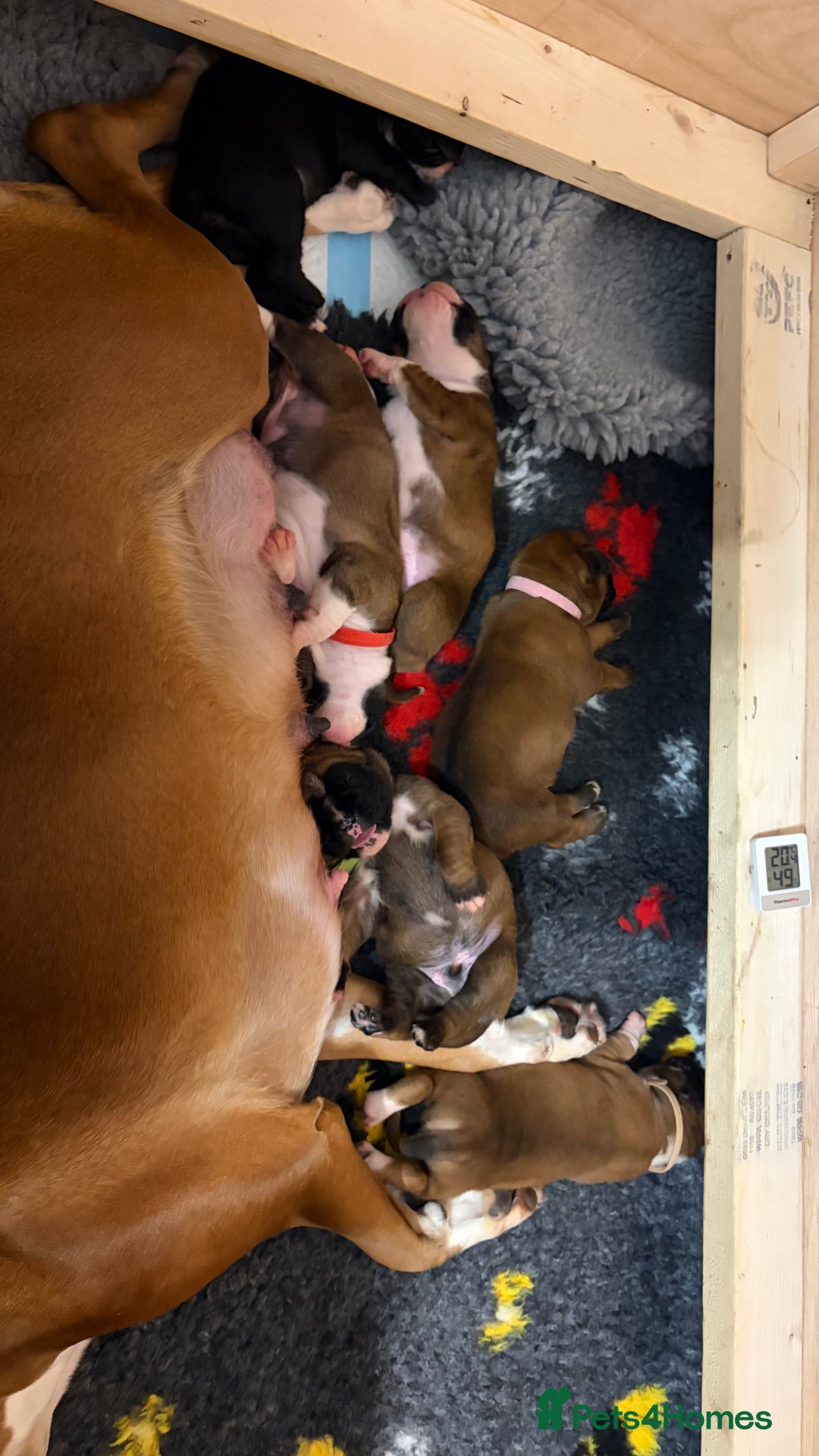 Boxer dogs for sale: Beautiful Boxer Puppies - Advert 7