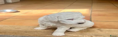 Sheepadoodle 1