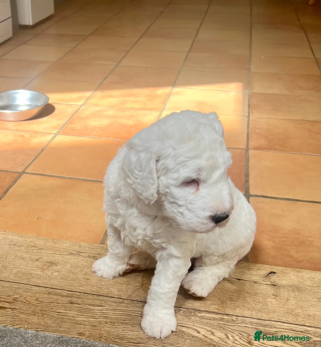 Sheepadoodle dogs for sale: F2 Sheepadoodle Standard  - Advert 2