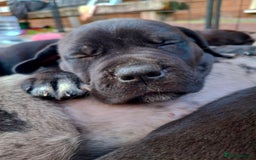 Mixed Breed dogs for sale: HARLEQUINN CANE CORSO X AMERICAN BULLDOGGE - Image 23