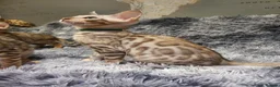 Bengal cats for sale: 🐆🐆Beautiful Pedigree Bengal Kittens🐆🐆  - Advert 6