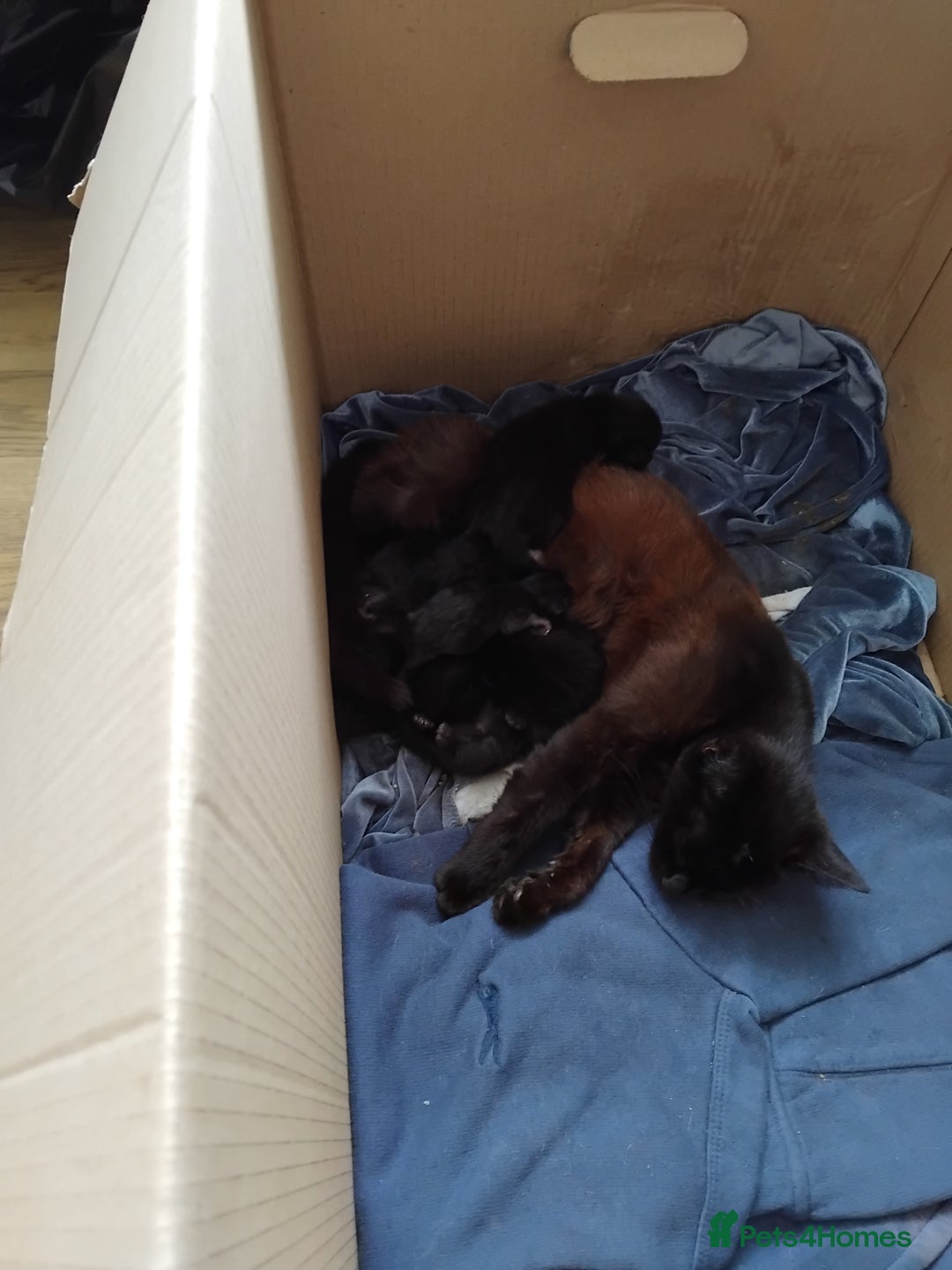 Mixed Breed cats for sale: Four adorable black and white kittens  - Image 5