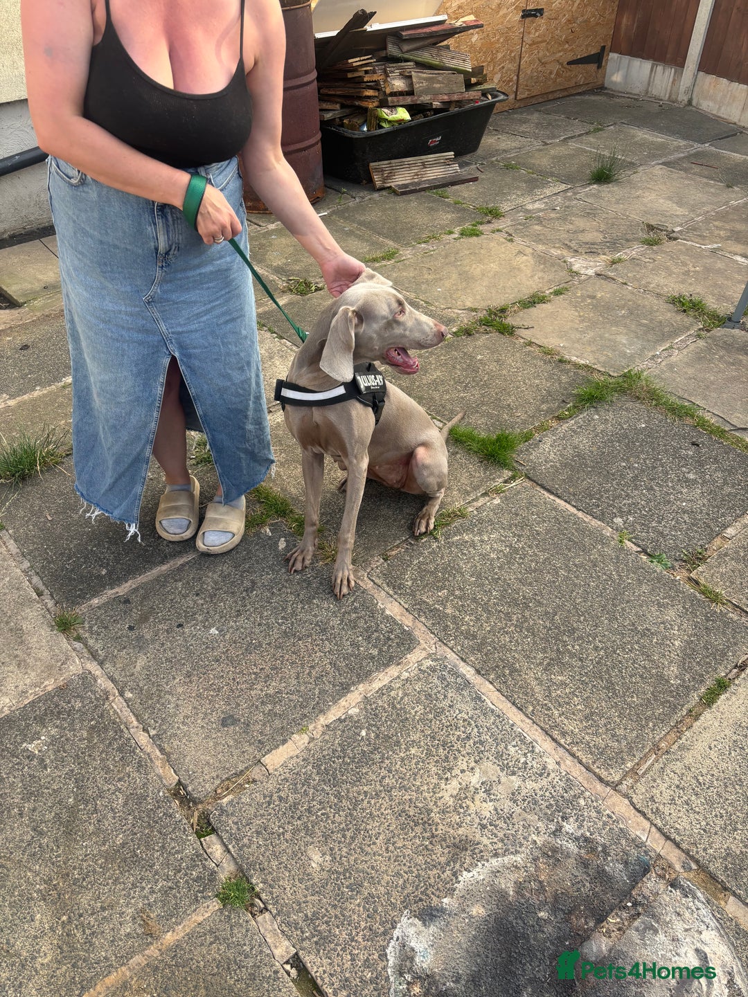 Weimaraner dogs for sale: Beautiful weimanaer bitch - Image 11