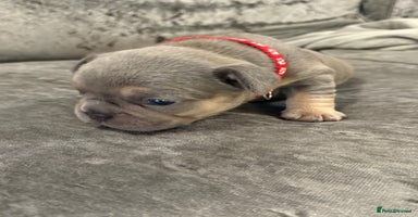 French Bulldog dogs - Advert 13