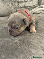 French Bulldog dogs - Advert 8