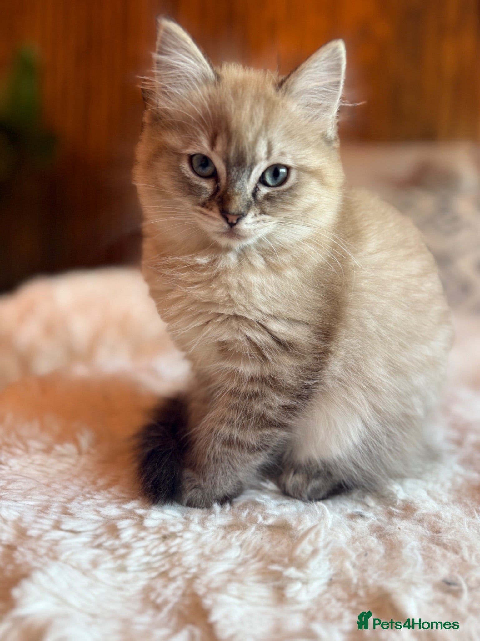 Ragdoll cats READY NOW! Last Female rare mink lynx ragdoll - Advert 10