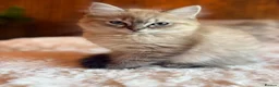Ragdoll cats for sale: READY NOW! Last Female rare mink lynx ragdoll - Advert 1