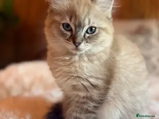 Ragdoll cats READY NOW! Last Female rare mink lynx ragdoll - Advert 10