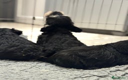 Schnoodle dogs for sale: Stunning Schnoodles, heath tested  - Image 27