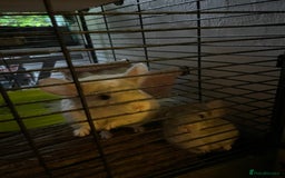 Chinchilla rodents for sale: Chinchillas for sale - Image 6