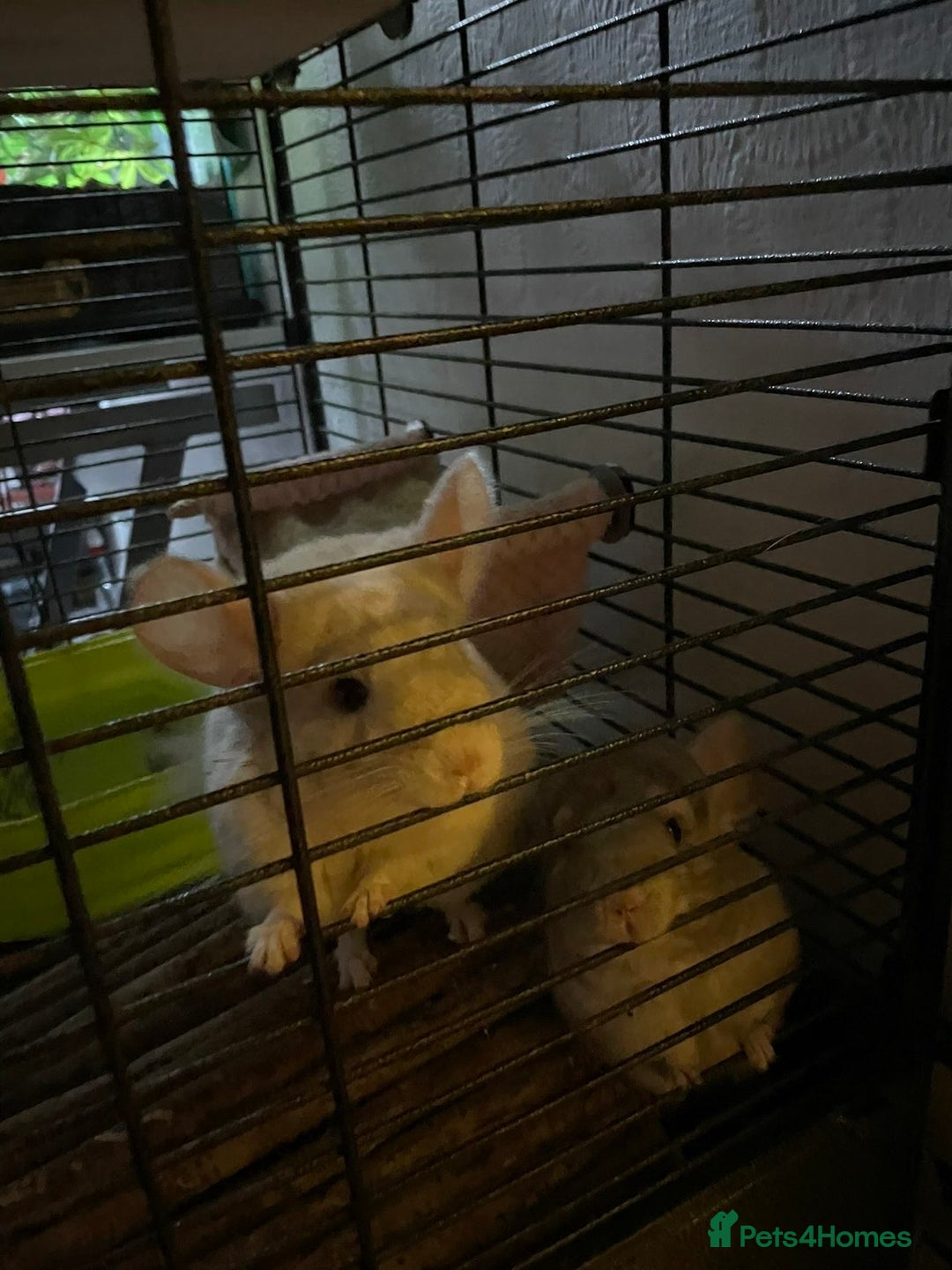 Chinchilla rodents for sale: Chinchillas for sale - Image 6