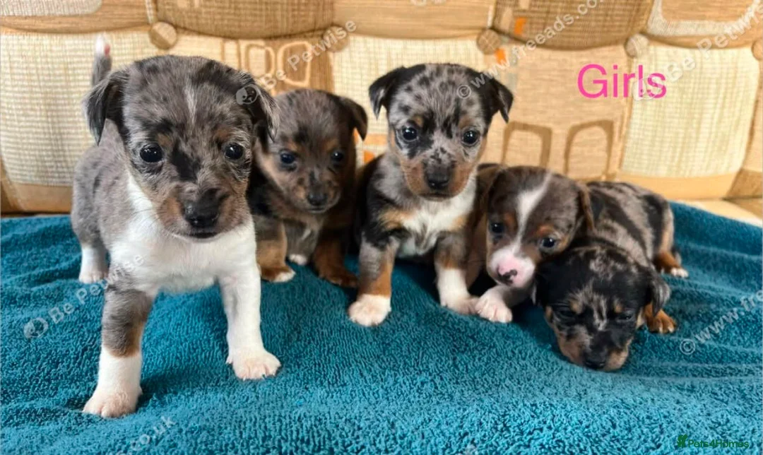 Jack Russell dogs for sale: Jack Russell  - Advert 2