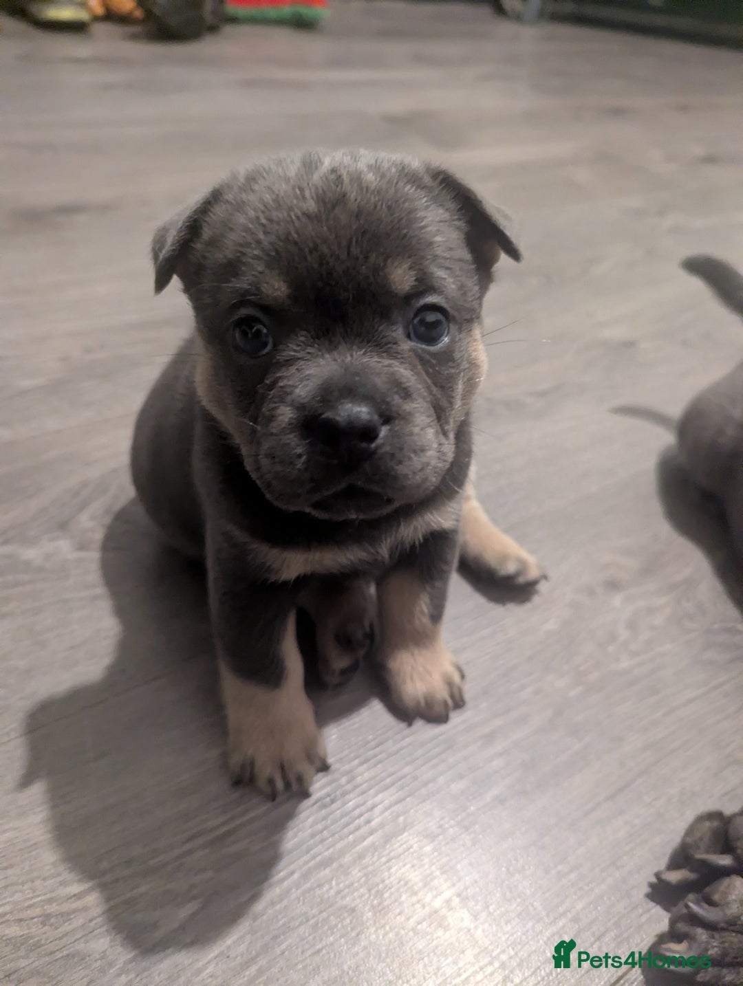 Mixed Breed dogs for sale: Beautiful Frenchie x chow chow puppies. - Advert 9