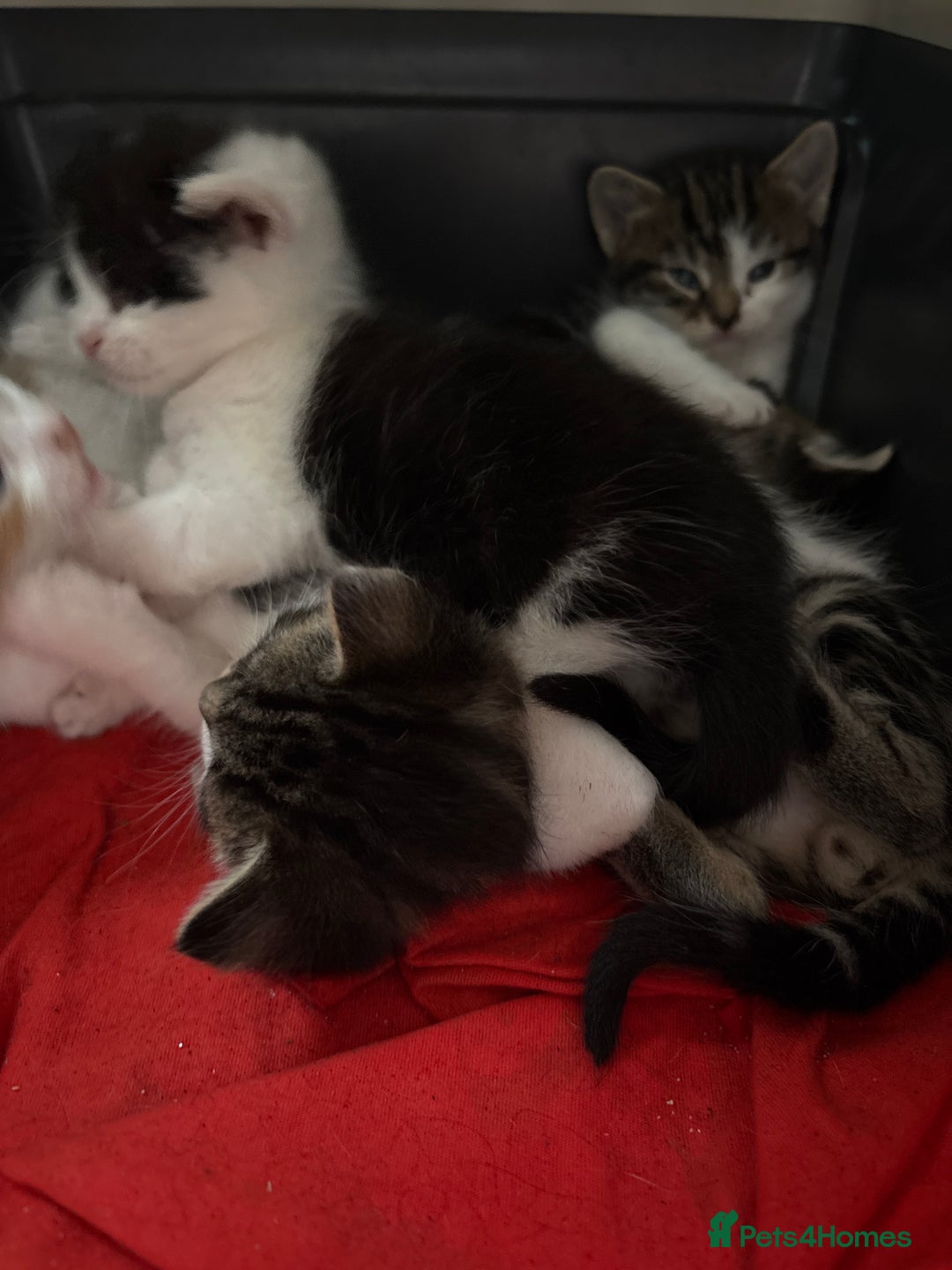 British Shorthair cats for sale: 5 beautiful kittens  - Image 2