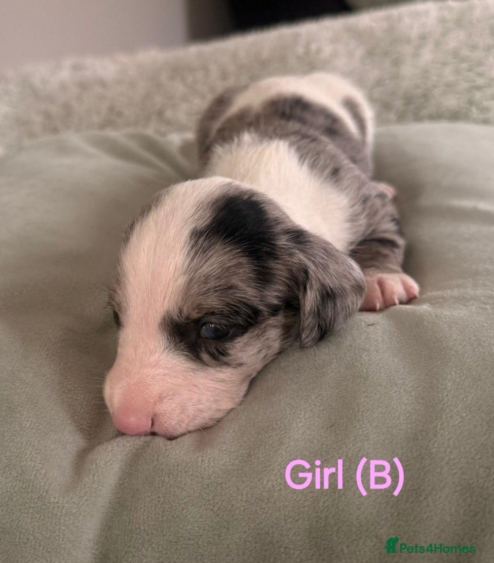 Doxiepoo dogs Miniature Doxiepoo Puppies for Sale - Advert 1