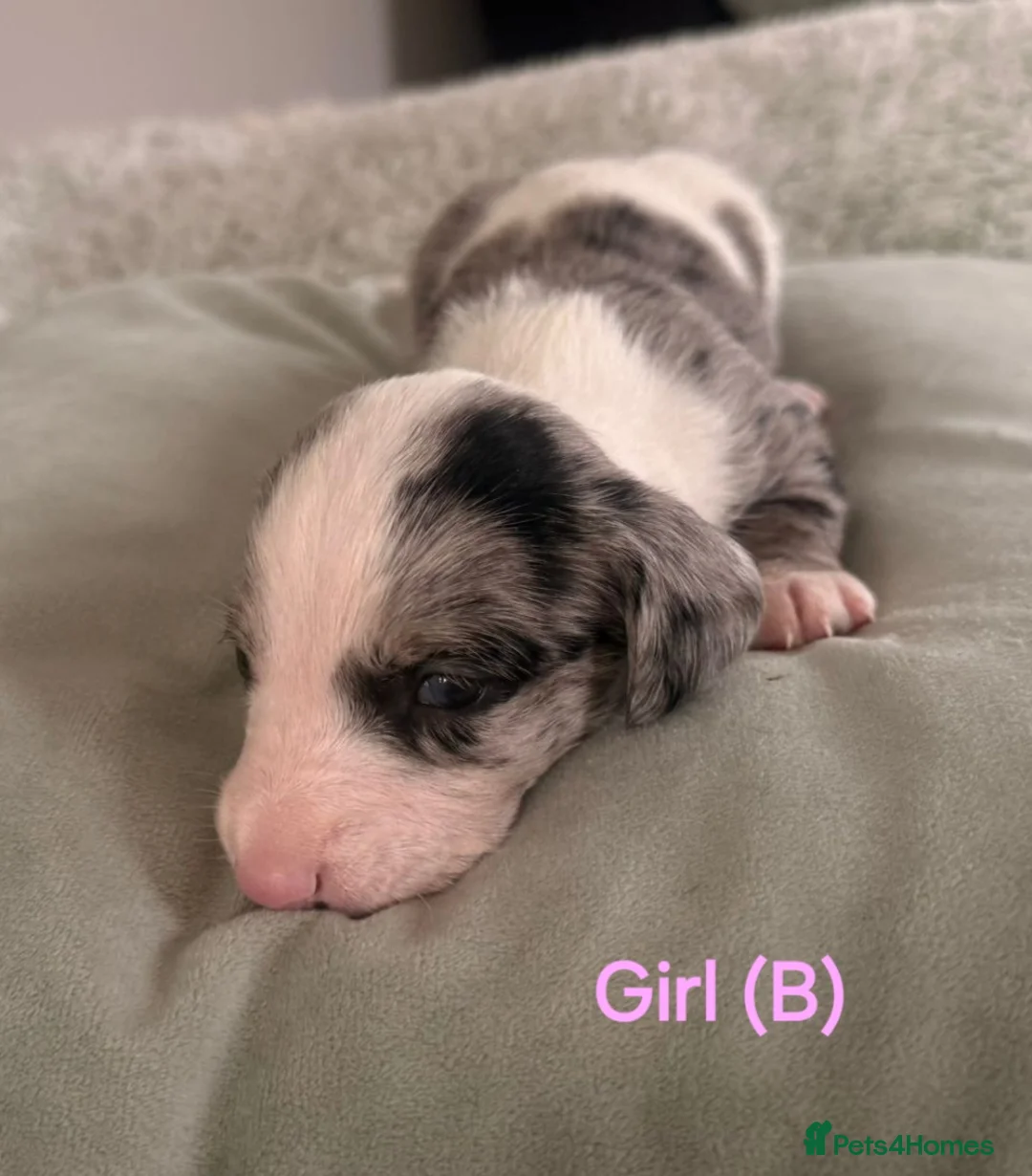 Doxiepoo dogs for sale: Miniature Doxiepoo Puppies for Sale in Diss - Advert 1