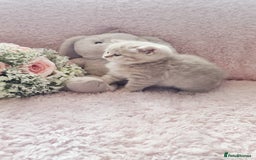 Scottish Fold cats for sale: Stunning TICA Registered Babies in Bolton - Image 24