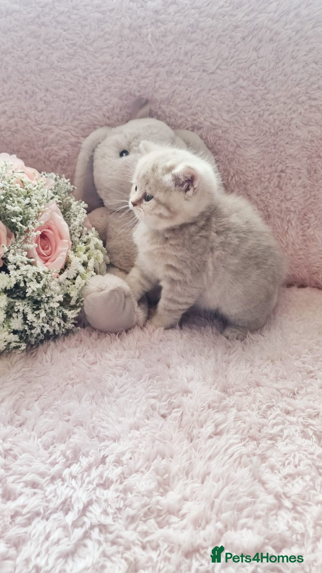 Scottish Fold cats for sale: Stunning TICA Registered Babies in Bolton - Image 24