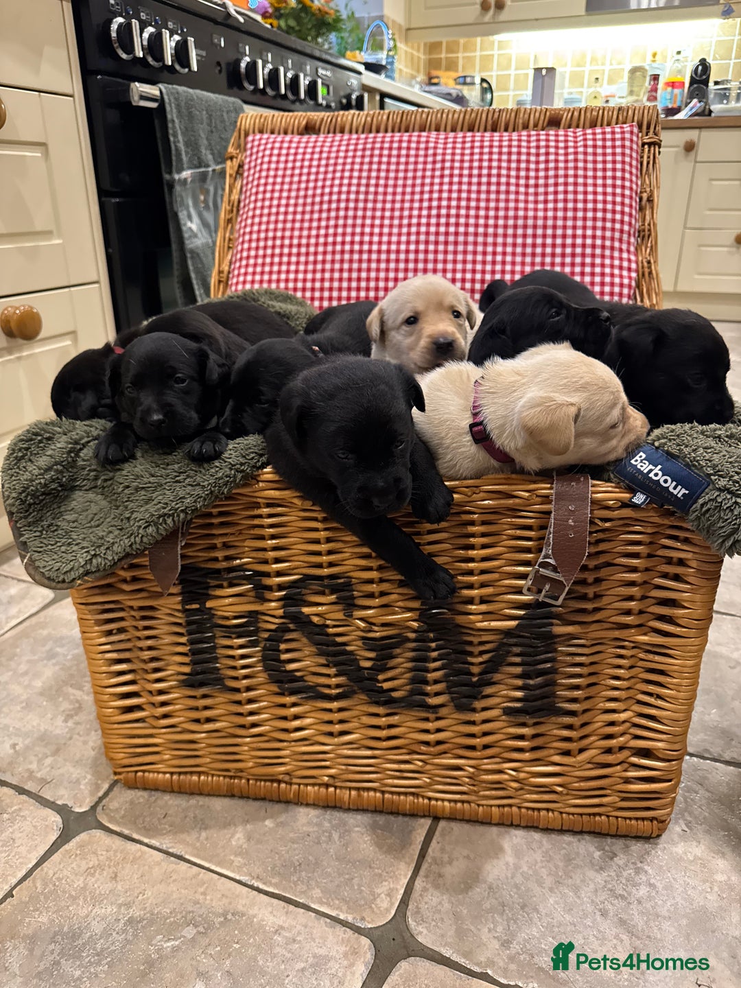 Labrador Retriever dogs for sale: KC Registered Health Tested Working Labs - Image 14
