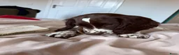 English Springer Spaniel dogs for sale: Boy 5th Gen Liver and White ESS Puppies - Advert 9