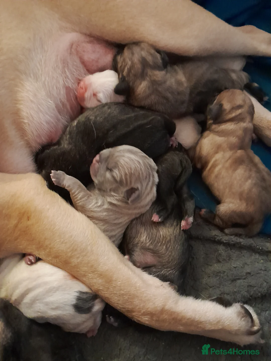 Mixed Breed dogs for sale: Mixed breed - Advert 11