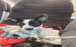 Mixed Breed dogs for sale: Meet bow 🎀🐾 - Advert 3